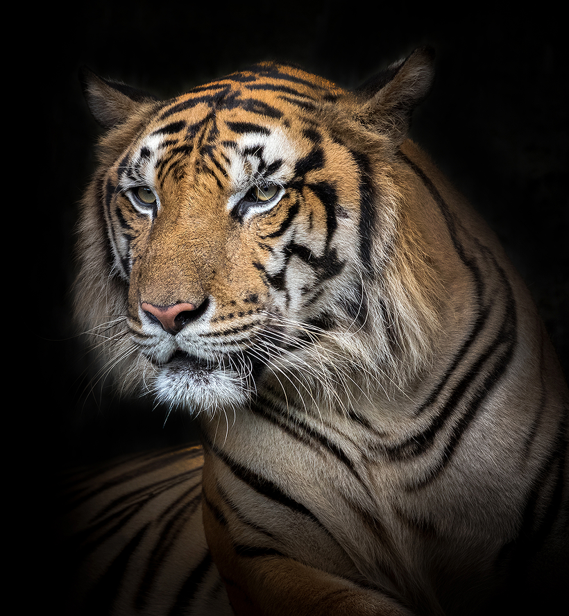 https://corbettsafaribooking.co/wp-content/themes/jungle-safari-pro/assets/images/banner/main-tiger.png
