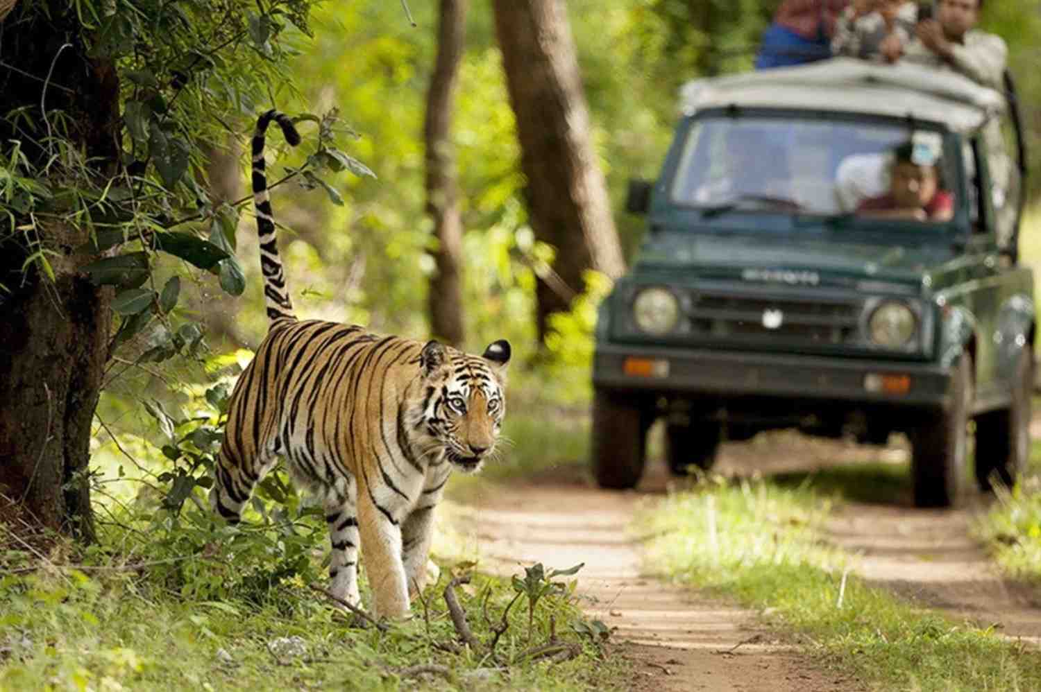 jim corbett jeep safari